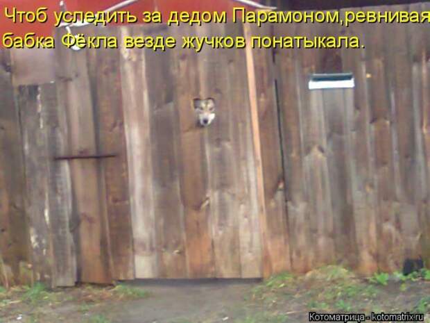 Лучшие котоматрицы недели  