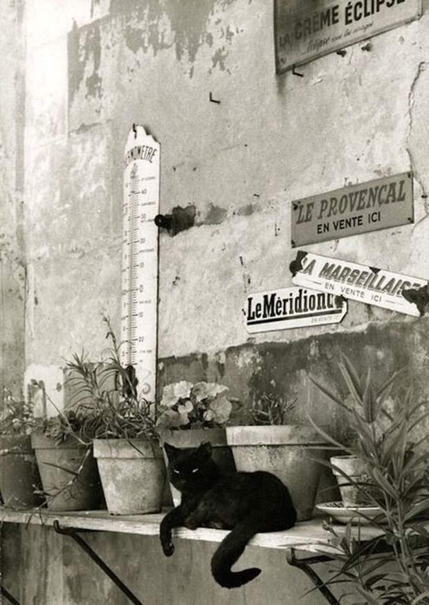 paris-chats-photos-Willy-Ronis1 (495x700, 72Kb)