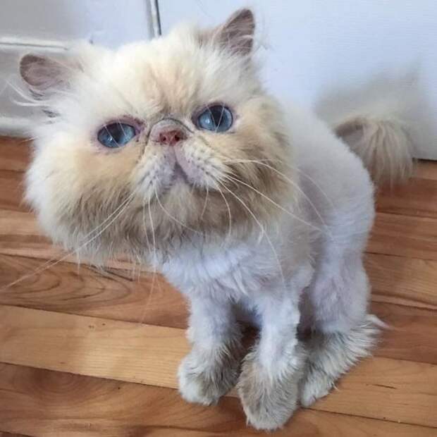 Постриженная кошка