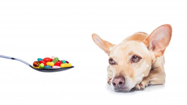 Цирроз печени у собак: симптомы и лечение, прогноз жизни