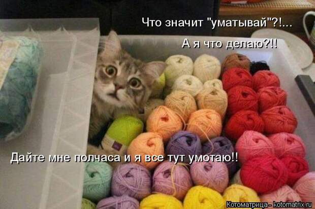 Котоматрица: Что значит "уматывай"?!... А я что делаю?!! Дайте мне полчаса и я все тут умотаю!!