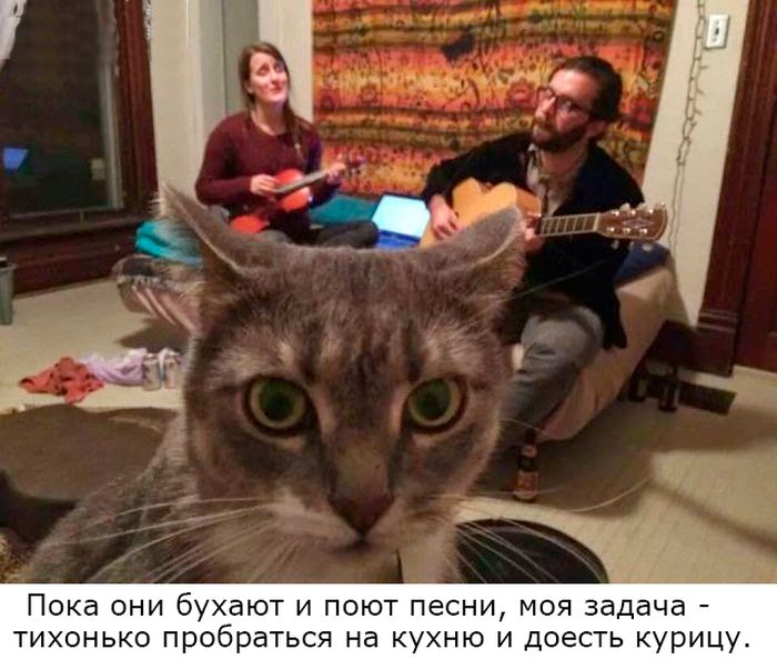 Картинки со смешными подписями картинки, прикол, юмор