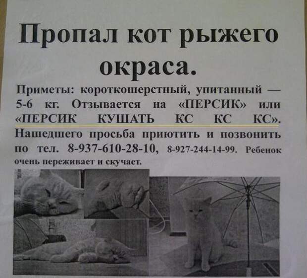 Остроумные объявления о пропаже животных, которые заставят улыбнуться животные, коты, прикол, юмор