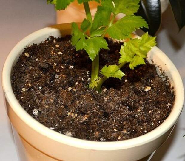 Как вырастить листовой сельдерей на подоконнике