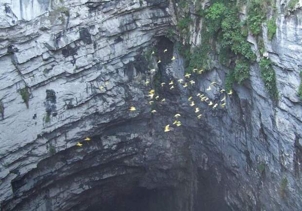 Птицы возле пещеры