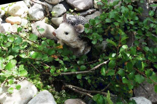 Какое растение в моём саду самое ценное