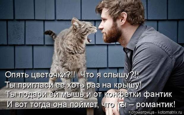 Лучшие котоматрицы недели