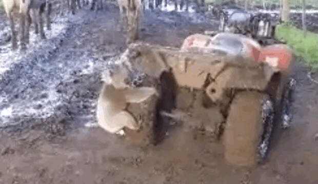 видео, животные, коала, ужас