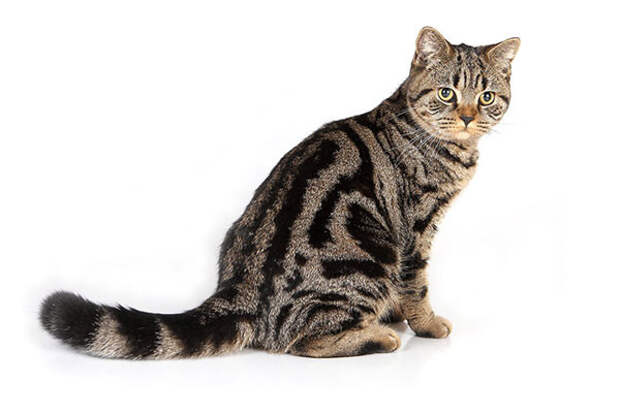 Почему кот пытается удариться головой о человека?  коты, факты