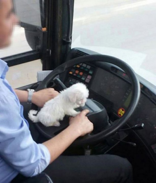автоюмор