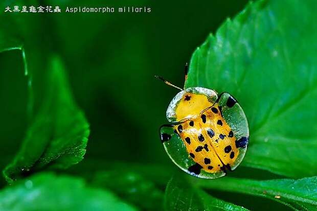 Жук-черепаха (Aspidomorpha miliaris), фото картинка насекомые