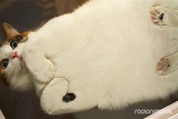 Вы поймете, что кот на стеклянном столе — это лучшее, что вы видели в жизни Вы поймете, что кот на стеклянном столе — это лучшее, что вы видели в жизни