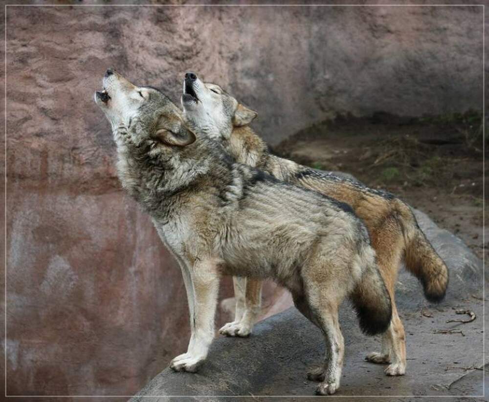 Волк в московском зоопарке. Московский зоопарк волки. Волк в зоопарке. Волк Московский.