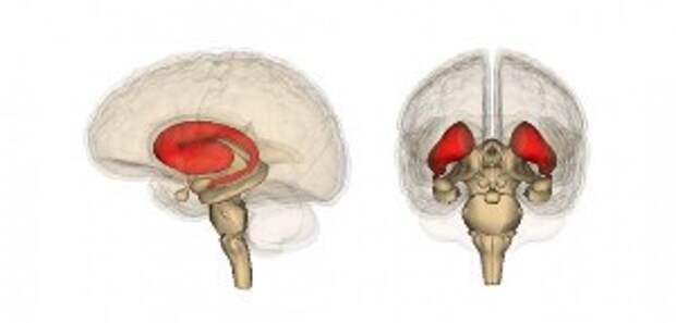 Striatum-by-Life-Science-Databases-702x336