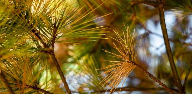В алтайском городе вместе с травой скосили около 1,5 тыс. высаженных сосен. Организатор акции намерен жаловаться в прокуратуру