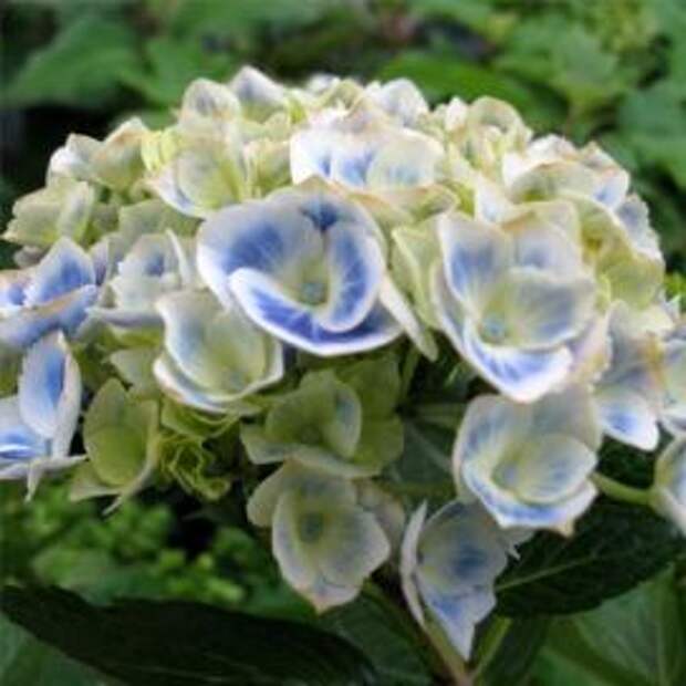 Гортензия крупнолистная (Hydrangea macrophylla)