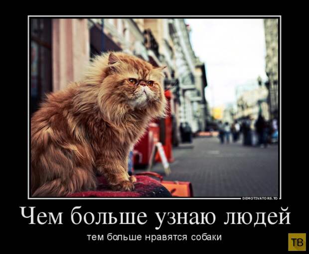 Подборка демотиваторов 08. 10. 2014 (31 фото)