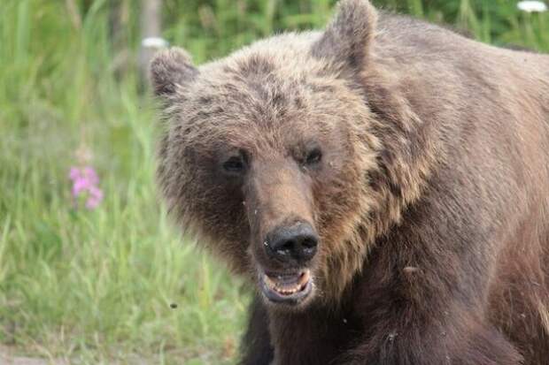 Встреча с медведем Встреча с медведем Ухта, медведь, сыктывкар