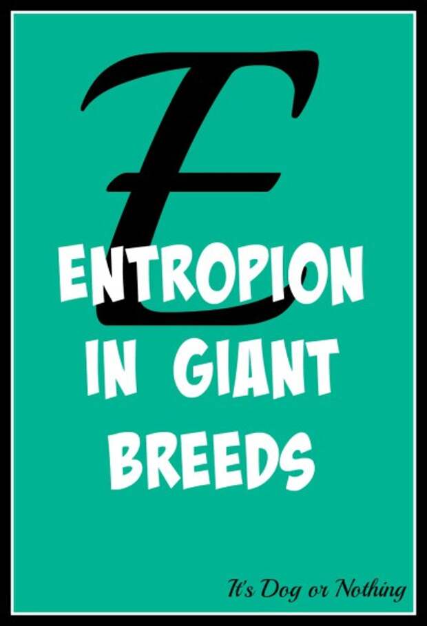 When it comes to giant breed health and nutrition, there's a lot that goes into raising a happy, healthy dog. We're going from A to Z talking about giant breed specific needs!