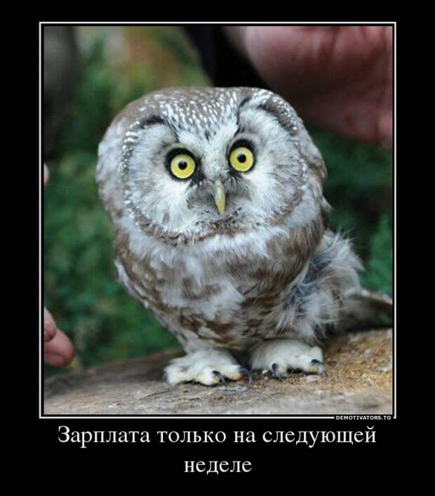 Демотиваторы демотиваторы