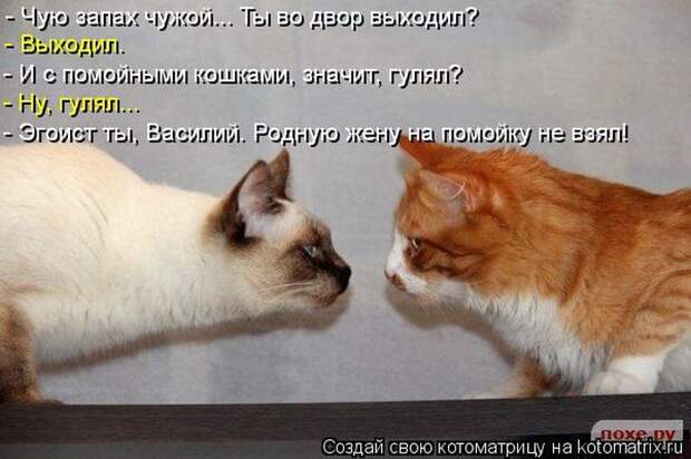 Лучшие котоматрицы недели (50 фото) Лучшие котоматрицы недели (50 фото)