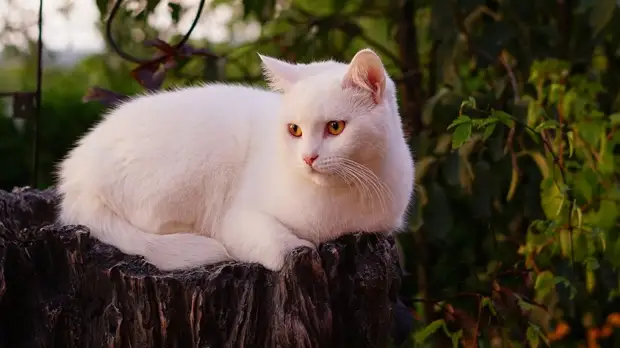 В Госдуму внесли проект о штрафах за выброшенных питомцев