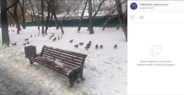 Фото дня: новогодняя прогулка лефортовских уток
