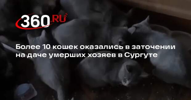 Более 10 кошек оказались в заточении на даче умерших хозяев в Сургуте