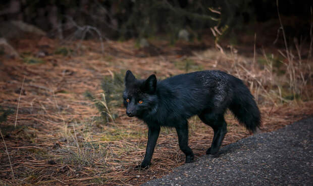 black-silver-fox-3.2