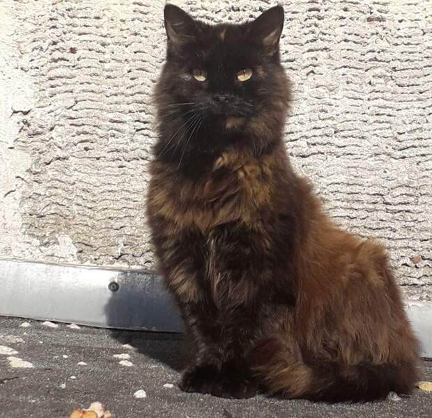 Российский депутат объяснил, почему крестить котов — тяжкий грех