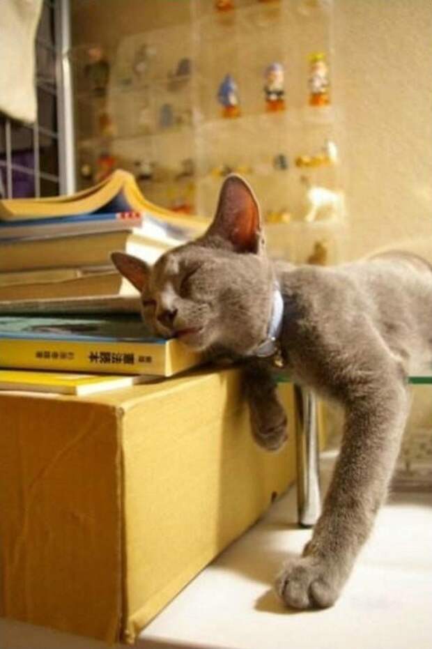 Кошка спит