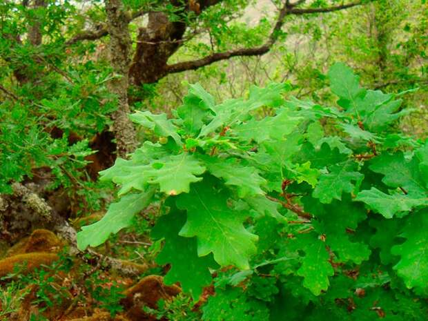 Лекарственное растение Дуб черешчатый (Quercus robur)