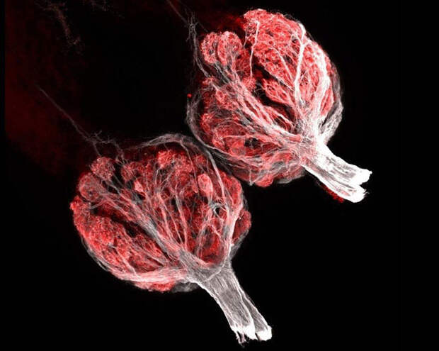 10 фактов о запахах