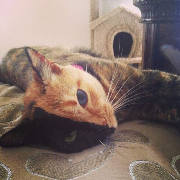 двуликая кошка венера генетический химеризм (7)