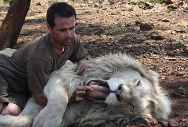 Кевин Ричардсон держит льва за язык. Фото