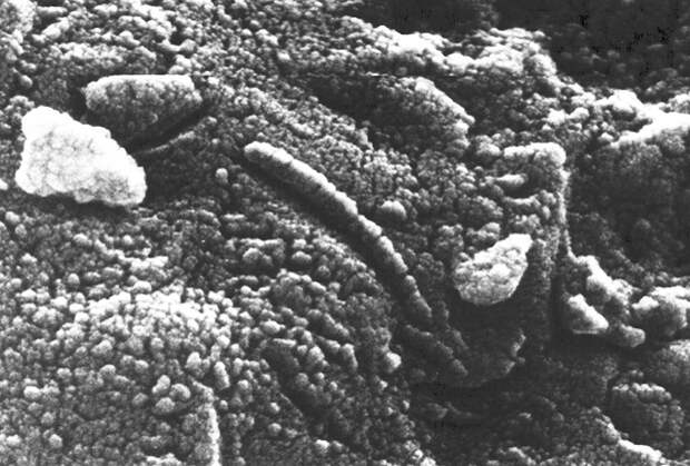 Структуры, которые изначально сочли нанобактериями с метеорита ALH84001