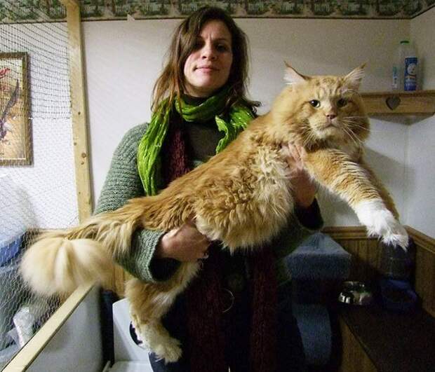 самая большая кошка 