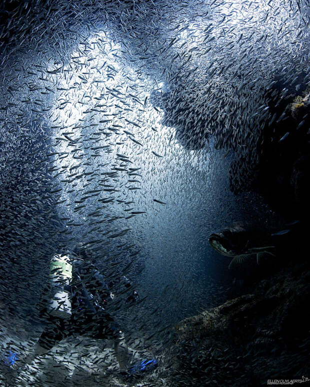 Погружение в серебристую толпу.  животные, подводная съемка, рыбы, фото