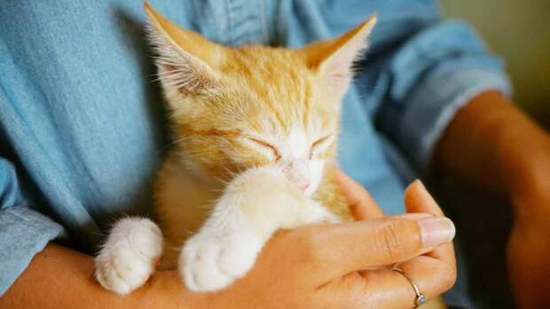 Действительно ли кошки чувствуют болезни и могут лечить хозяев?