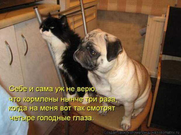 Котоматрицы(картинки с надписями)