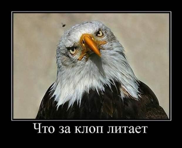 Демотиваторы по русски смешные.