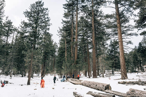 Winter in Mount San Jacinto State Park-15.jpg