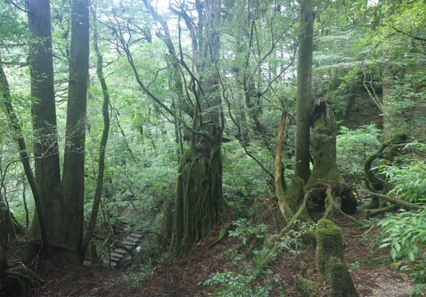 Япония, Якусима, остров, якушима, yakushima, лес, yakusugi land, кедр, мох, поход, зеленый, дерево, тропинка