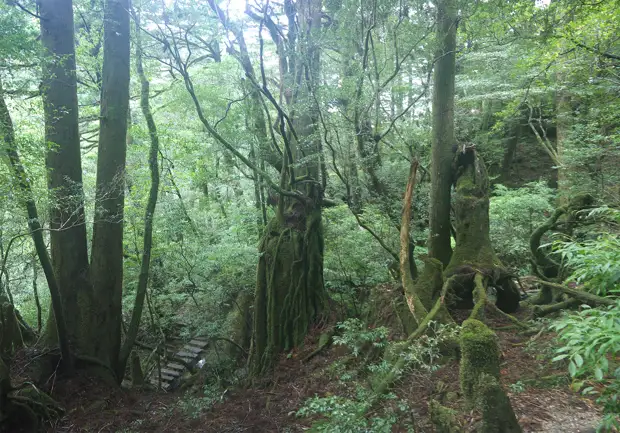 , , , , yakushima, , yakusugi land, , , , , , 