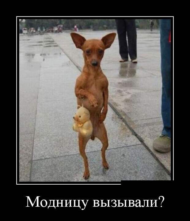 Демотиваторы демотиваторы, прикол, смех, юмор