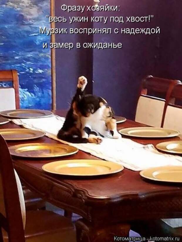Свежая котоматрица на Бугаге (26 фото)