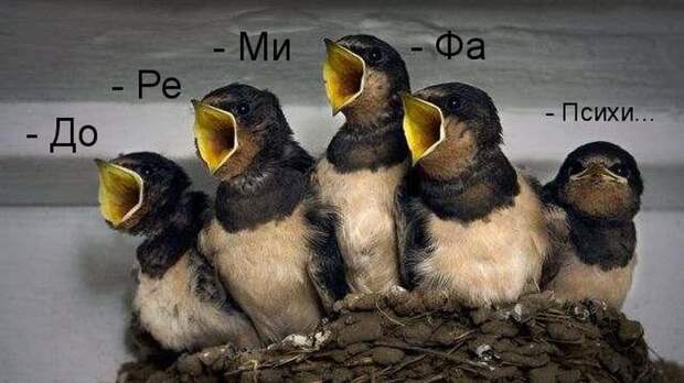 животные