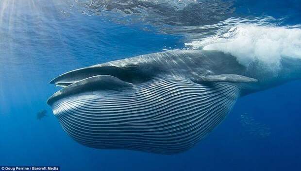 Интересные факты о Китах, Синий кит звуки