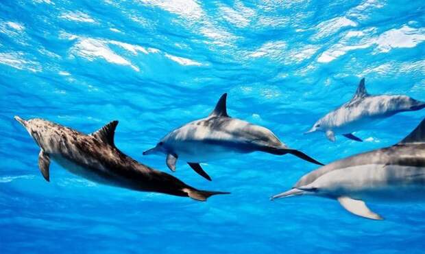 Стая дельфинов - Интересные факты о дельфинах