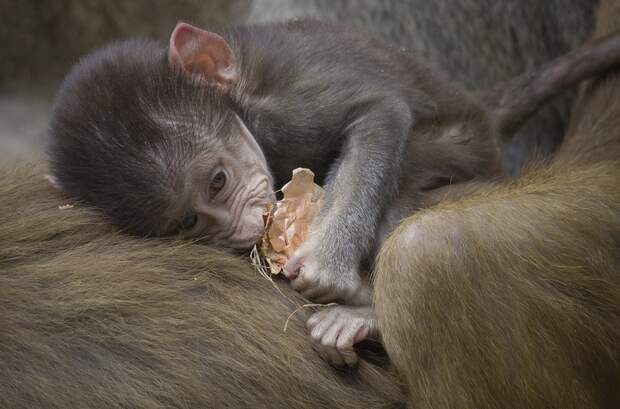 animalbaby7